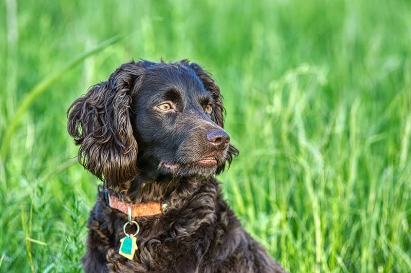 Boykin Spaniel Breed Characteristics