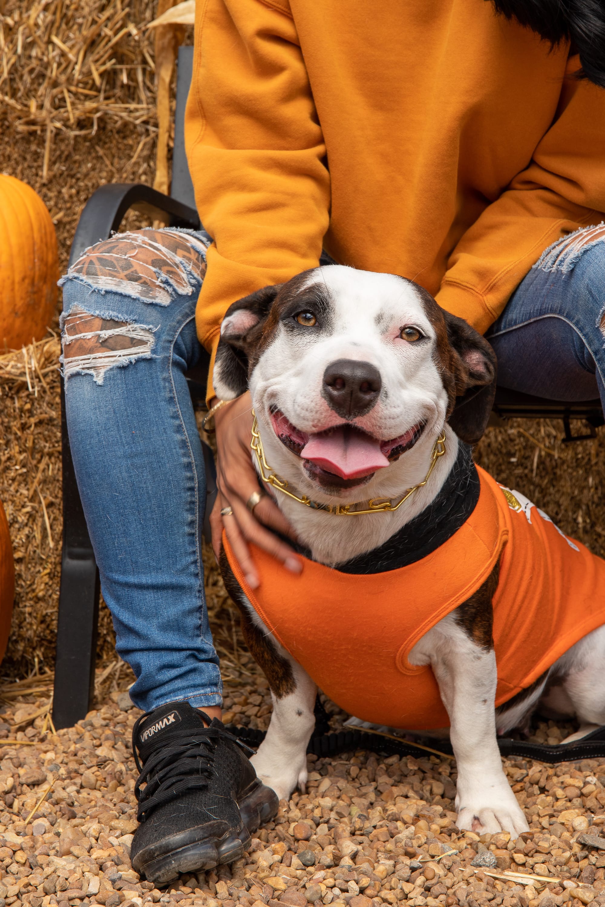 DOGFLUENCERS: Meet Guava, Virginia's Cutest Pitbull Mix