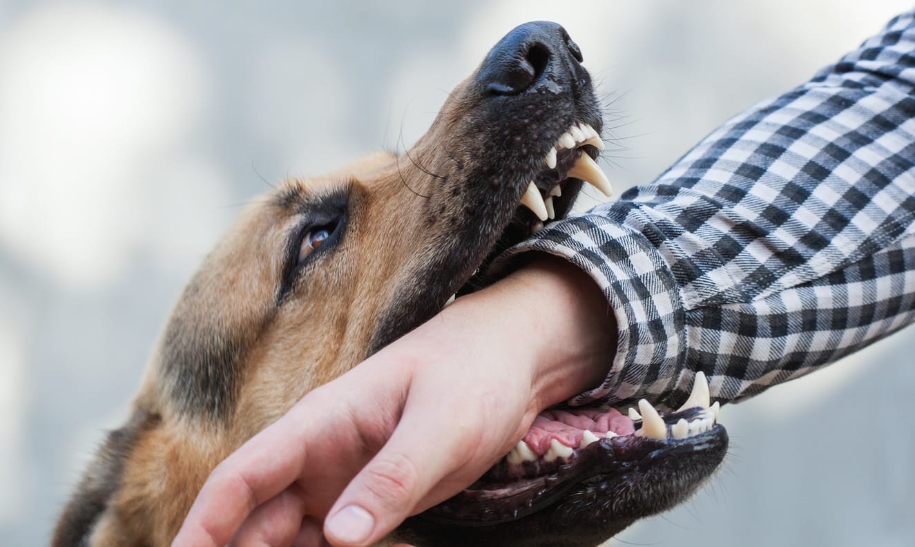 What to Do After a Dog Bite?