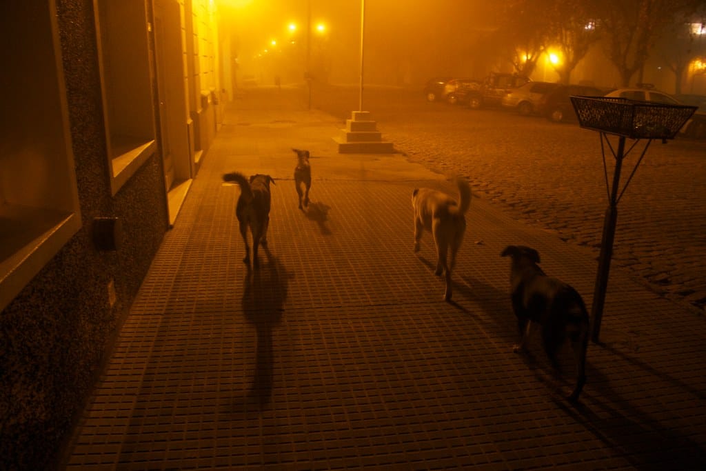 Dog Won't Stop Barking at Night