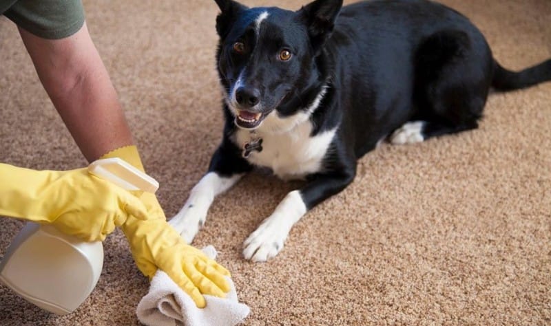 Getting Rid of Dog Pee Smell