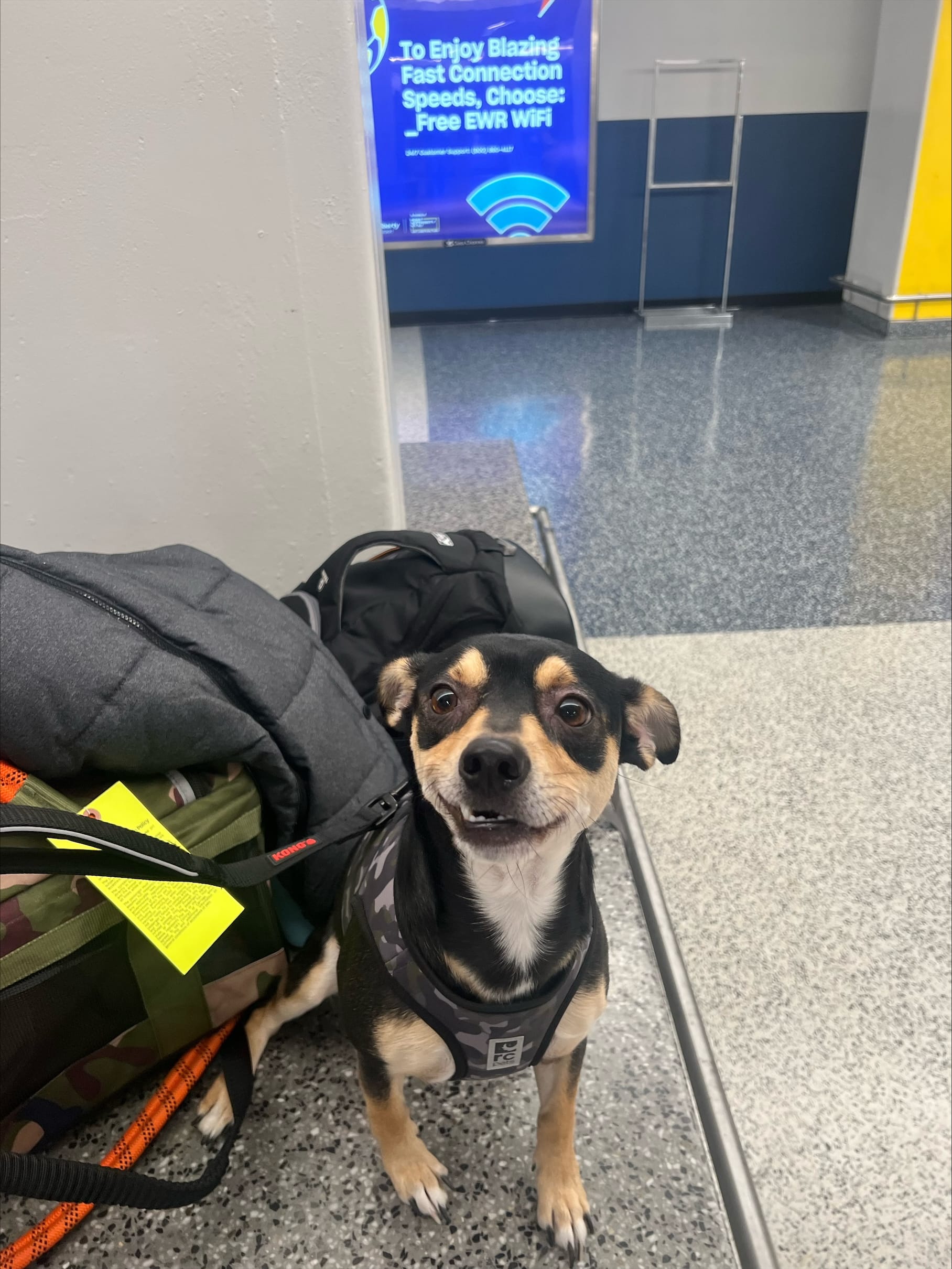 DOGFLUENCERS: Meet Rocky, The Rescue Pup Who Rocks Your World