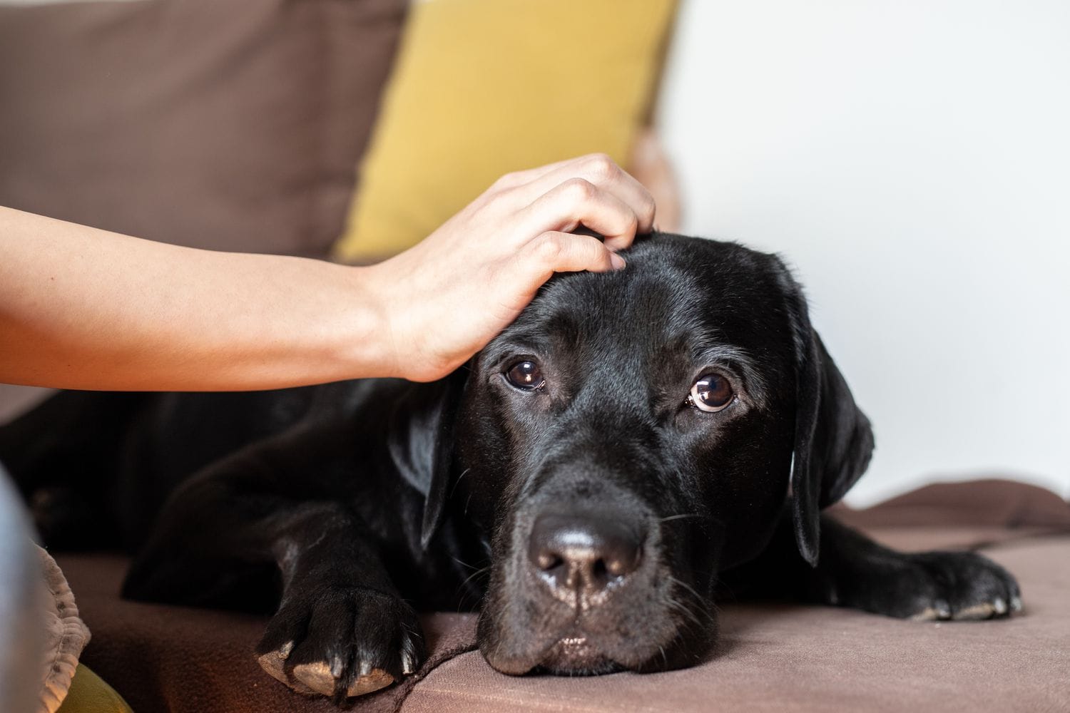 What Do Dogs Hate