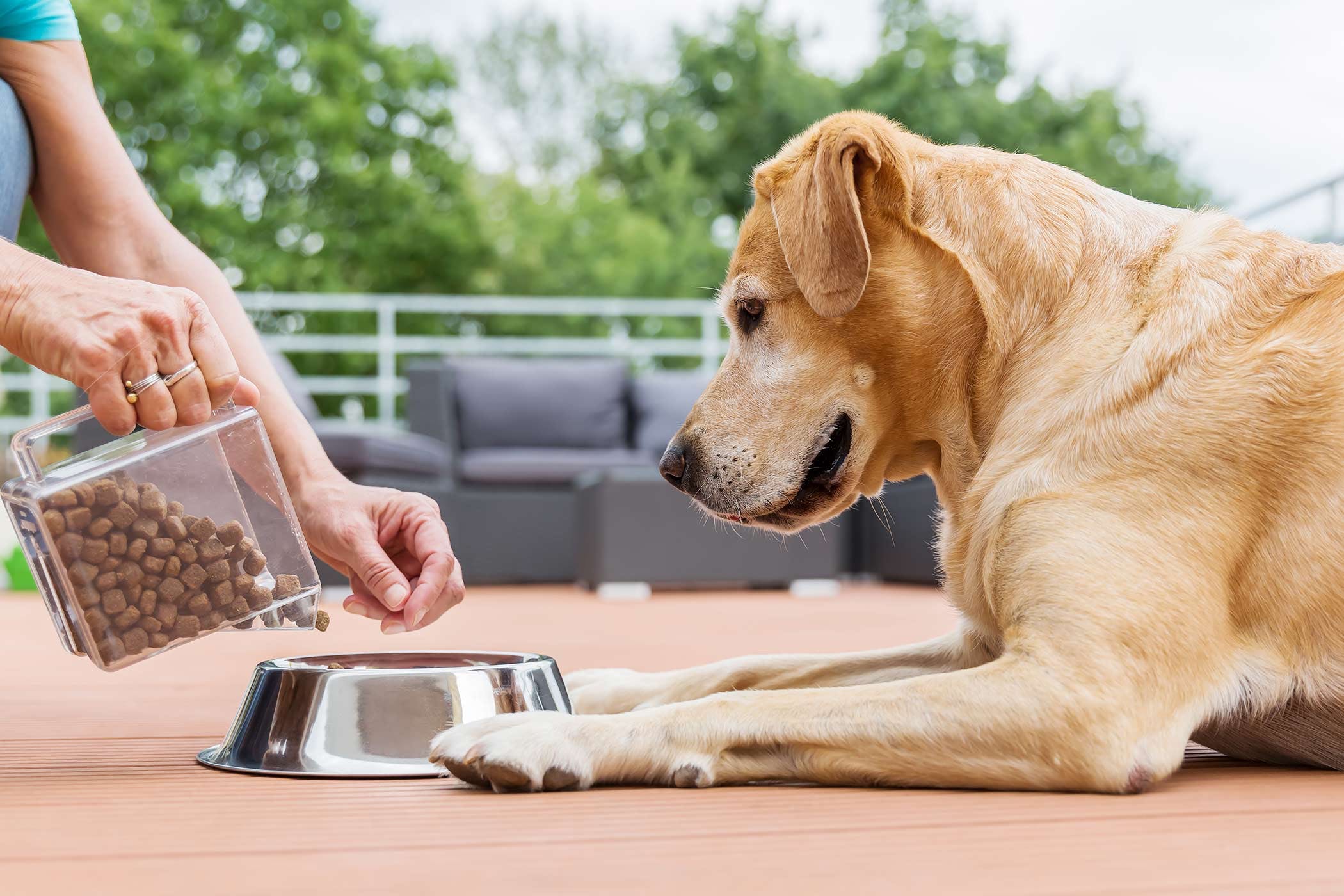 Dog Won't Eat Dry Food