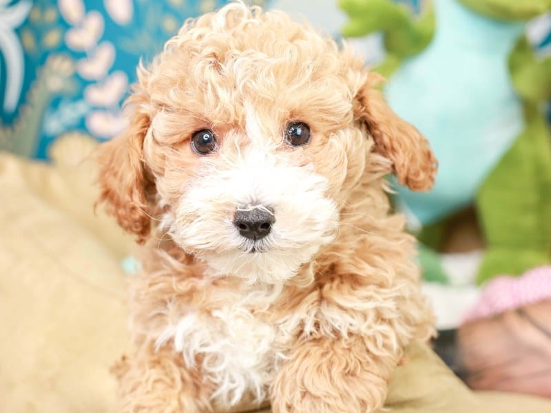 Best Collar for a Poochon Puppy