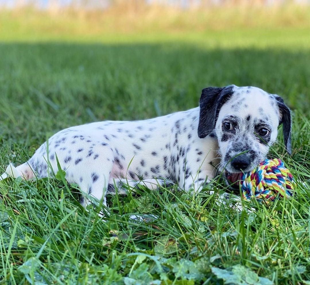 Best Collar for a Dalmadoodle Puppy
