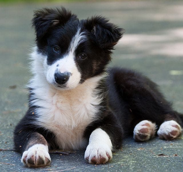 Best Collar for a Border Collie Puppy