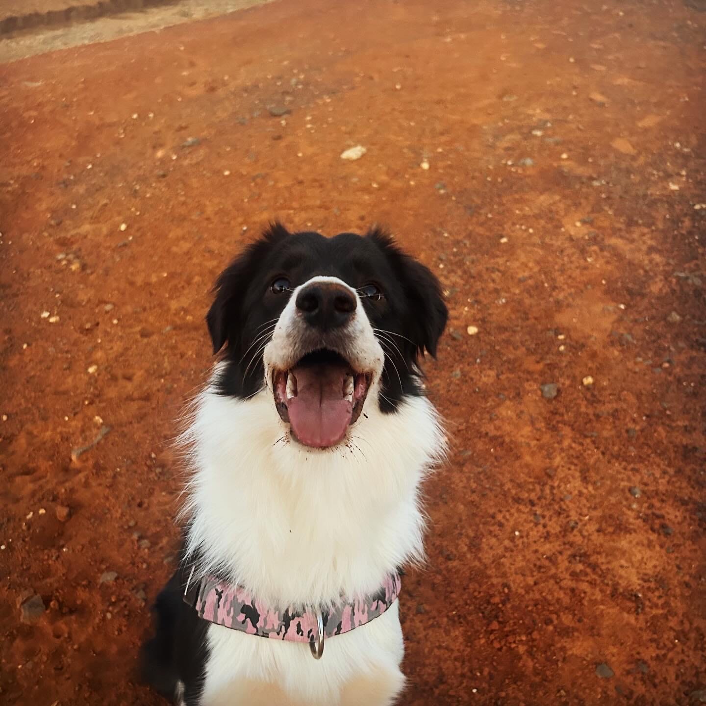 DOGFLUENCERS: Meet Grímr, the Adventuring Pup