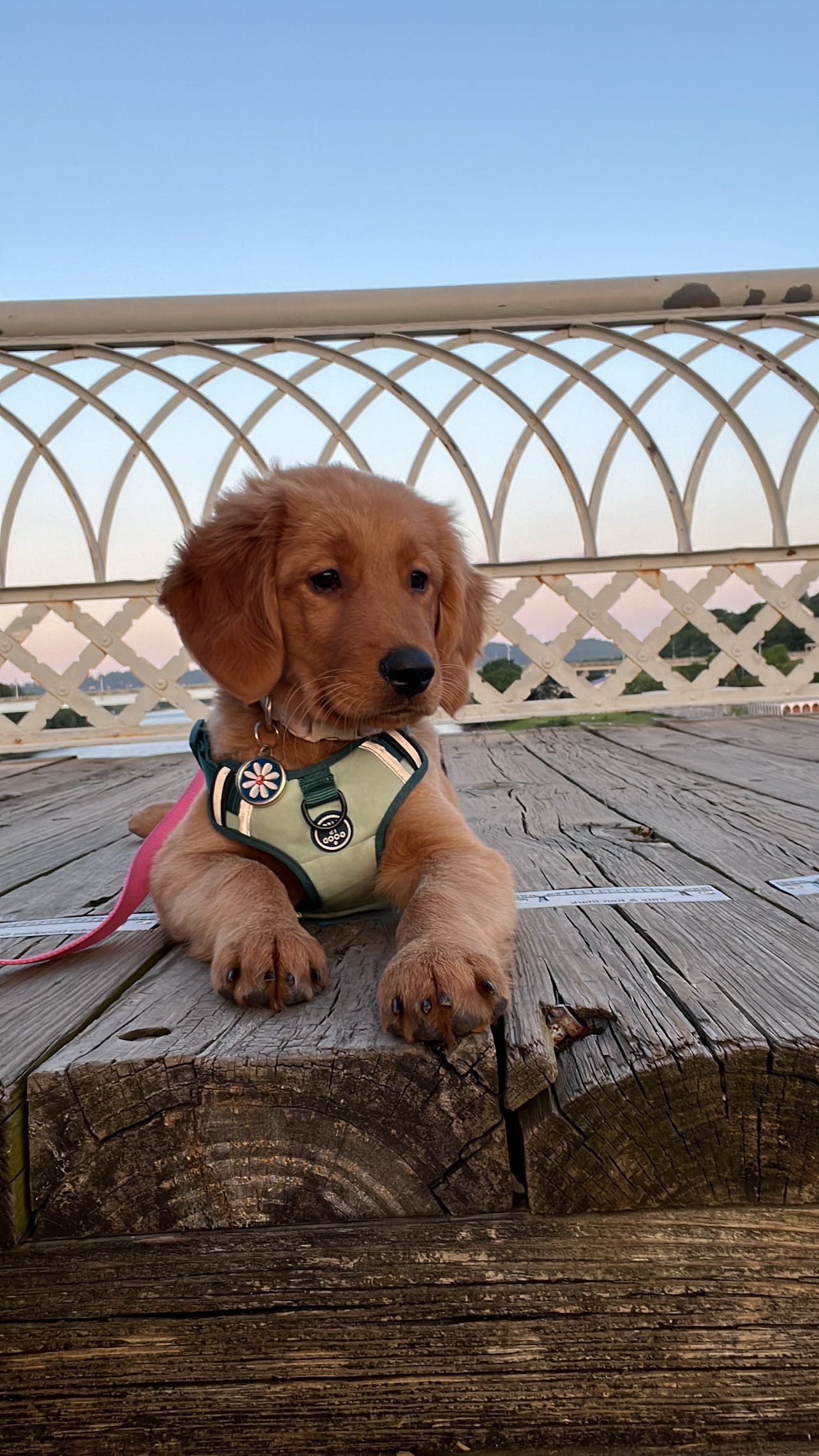 DOGFLUENCERS: Meet Daisy, Everyone's Favorite Golden Girl