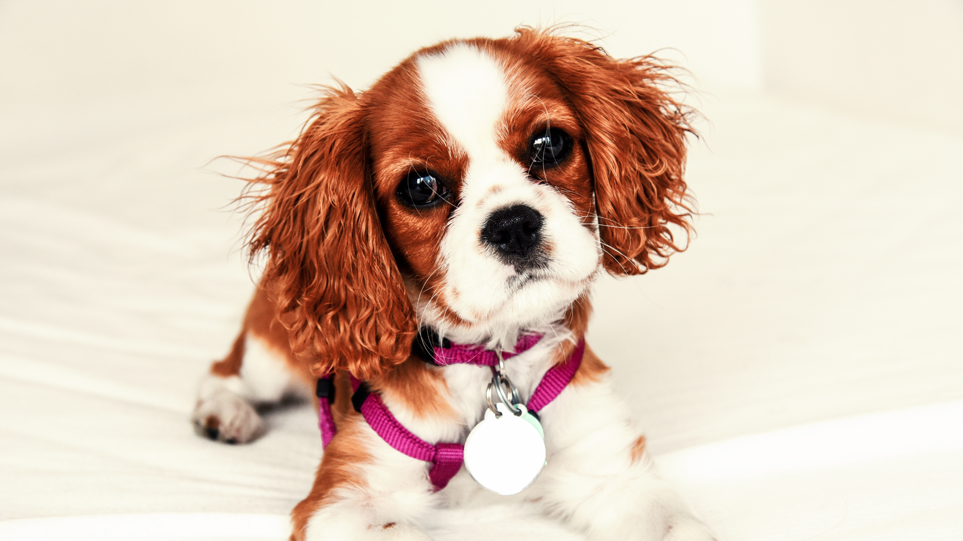 Best Collar for a Cavalier King Charles Spaniel Puppy