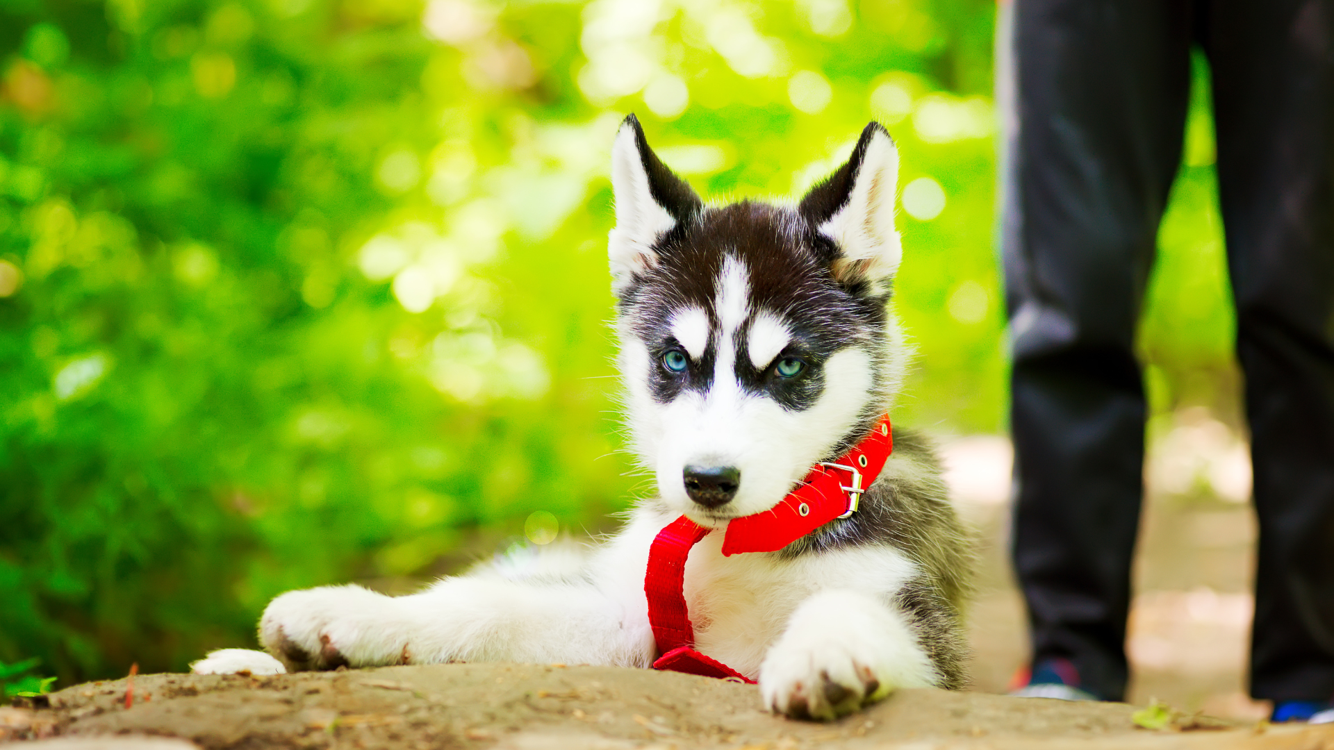 Best Collar for a Siberian Husky Puppy