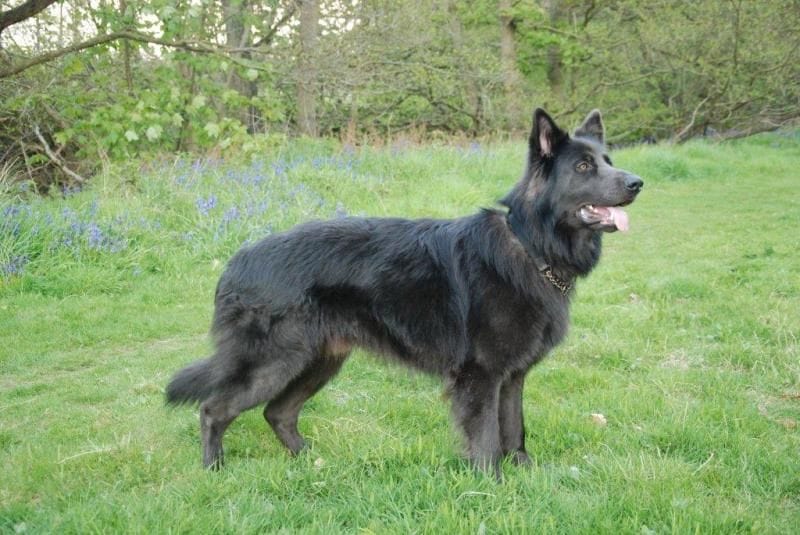 Blue German Shepherd