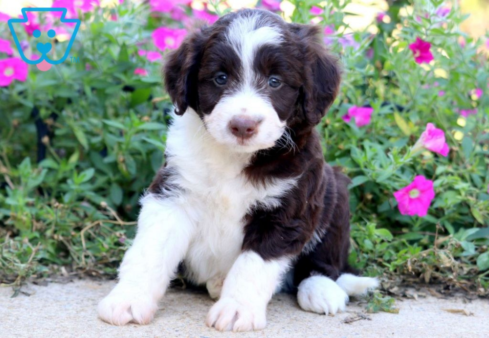 Best Collar for a Bordoodle Puppy