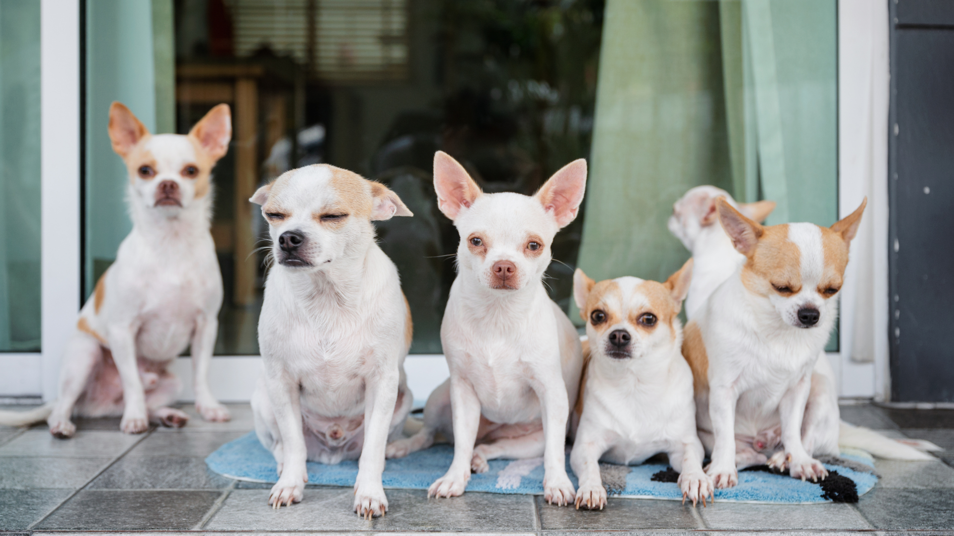 Chihuahua's Lifespan