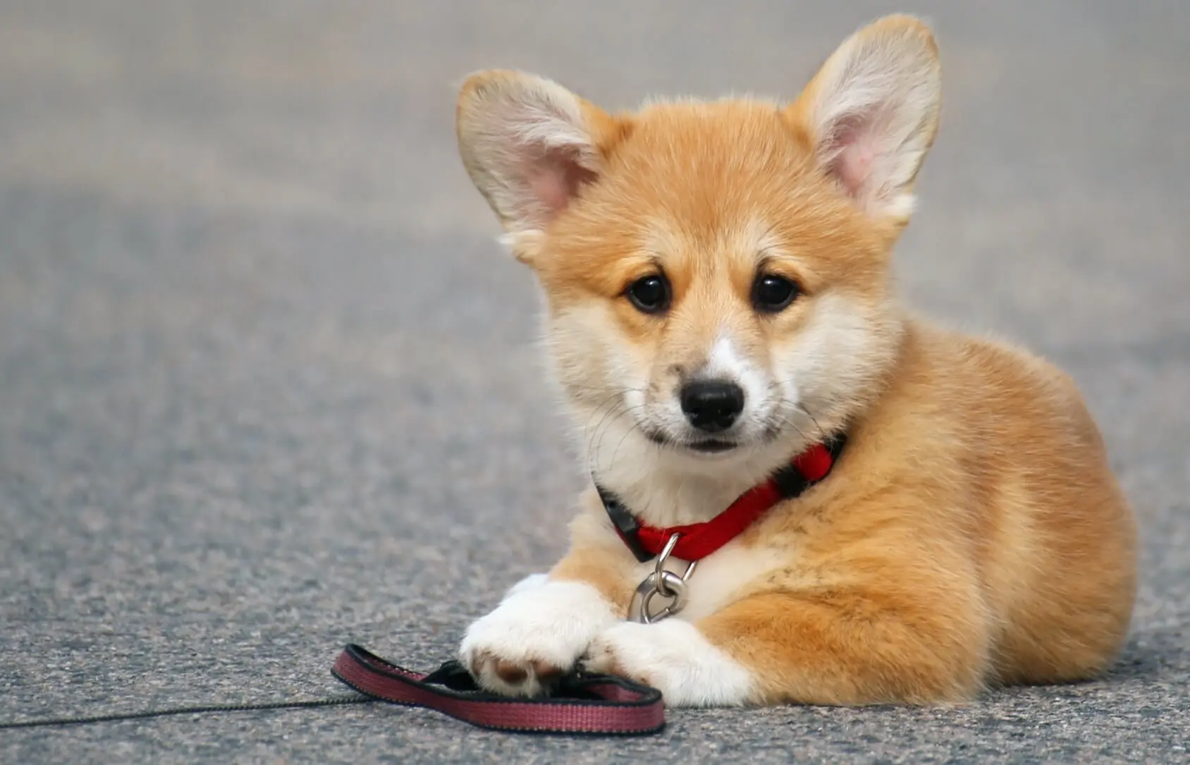 Best Collar for a Pembroke Welsh Corgi Puppy