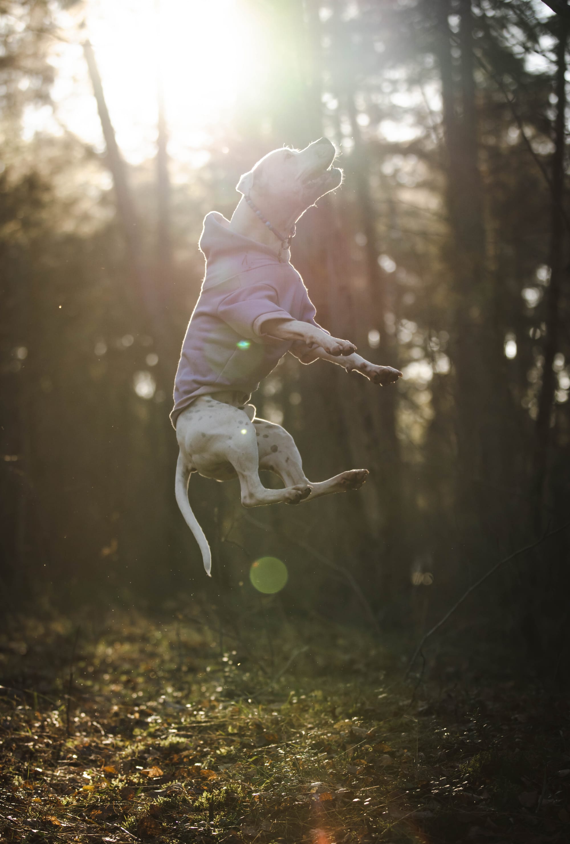 DOGFLUENCERS: Meet Lupin, Instagram's Most Positive Pup