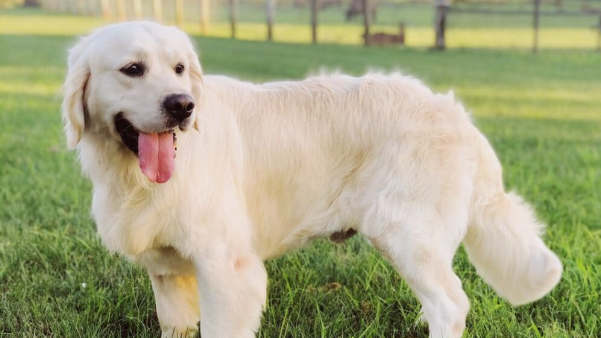 English Cream Golden Retriever
