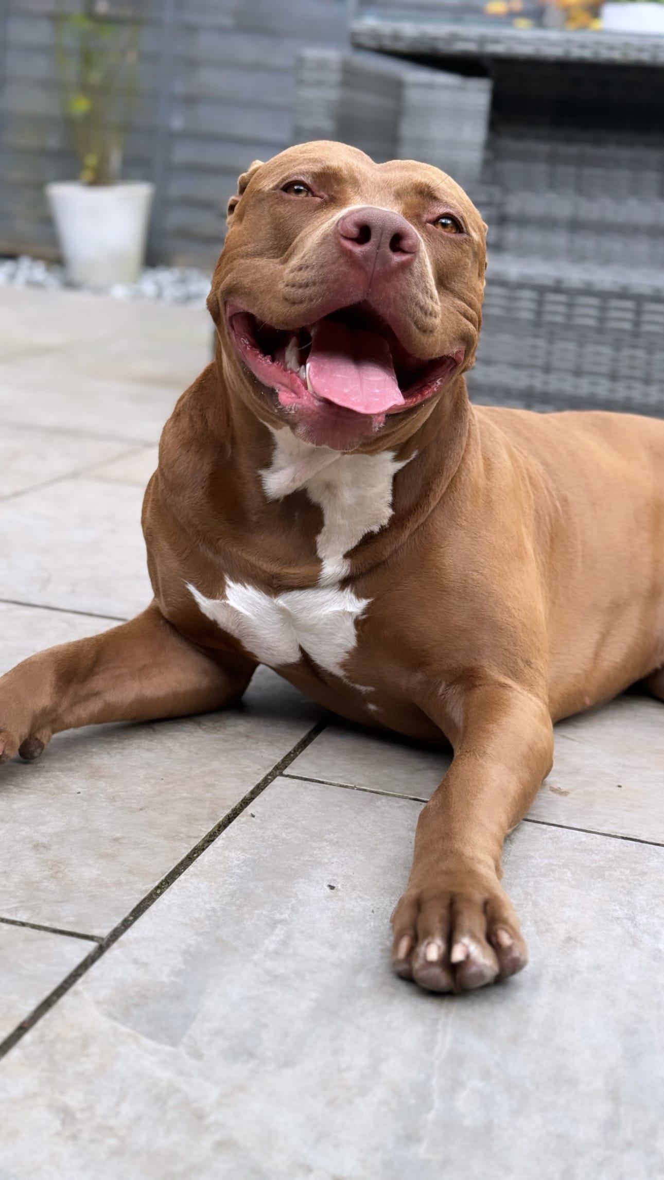 DOGFLUENCERS: Meet Costa, The Sweetest Pup in the UK