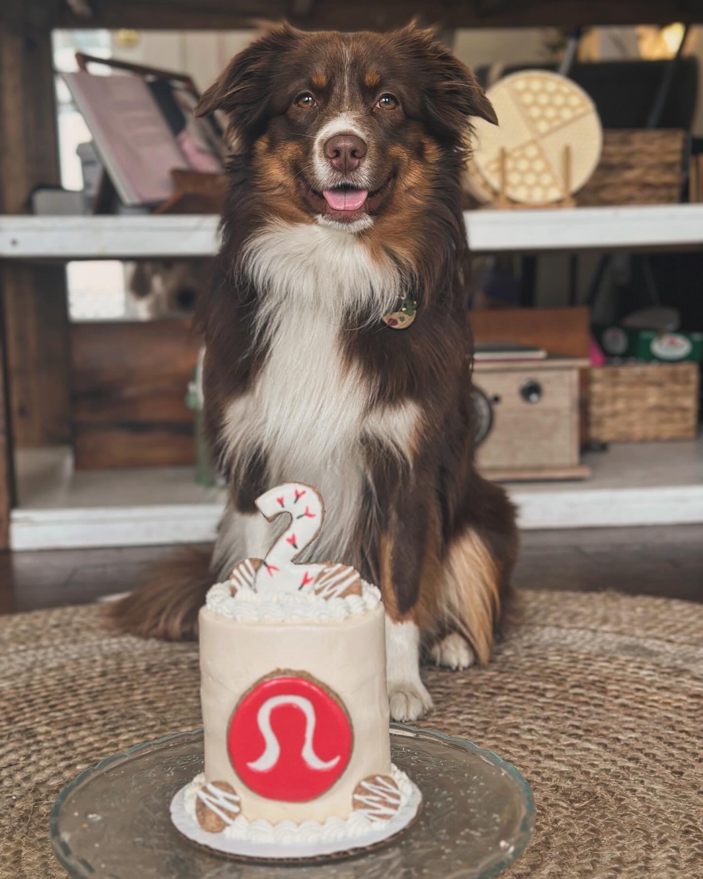 DOGFLUENCERS: Meet Zoro, the Selfie King