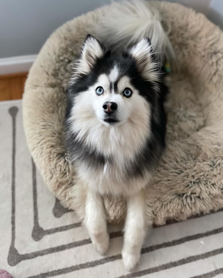 DOGFLUENCERS: Meet George Michael, the Pizza Loving Pup