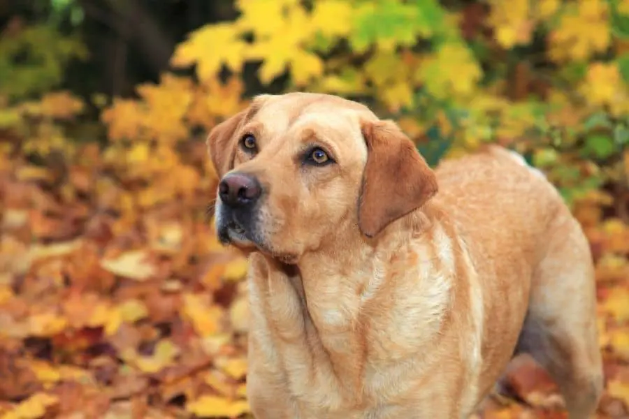 Golden Labradoodle