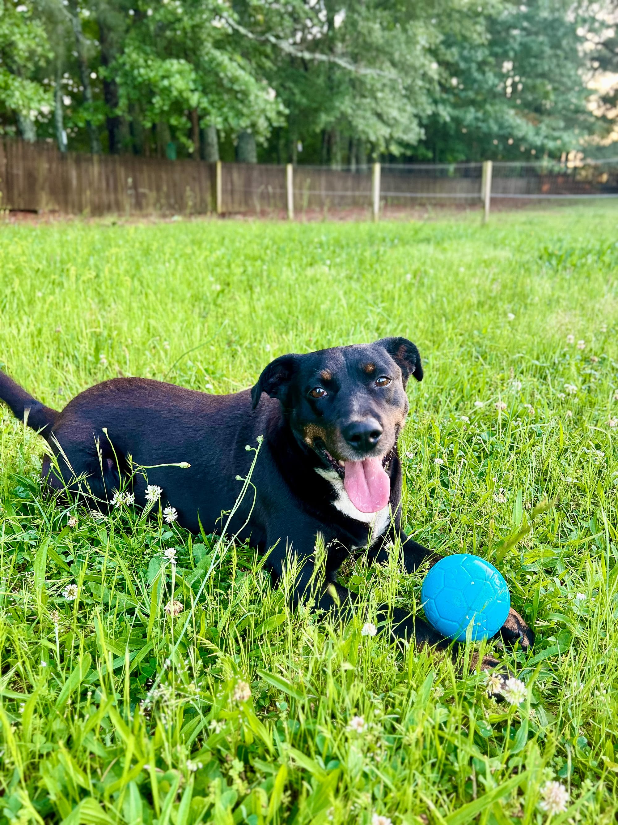 DOGFLUENCERS: Meet Barkley, Fiona & Shadow...Squad Goals