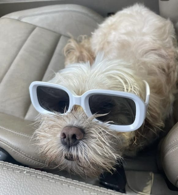 DOGFLUENCERS: Meet Bella, The Cutest Maltese in Atlanta