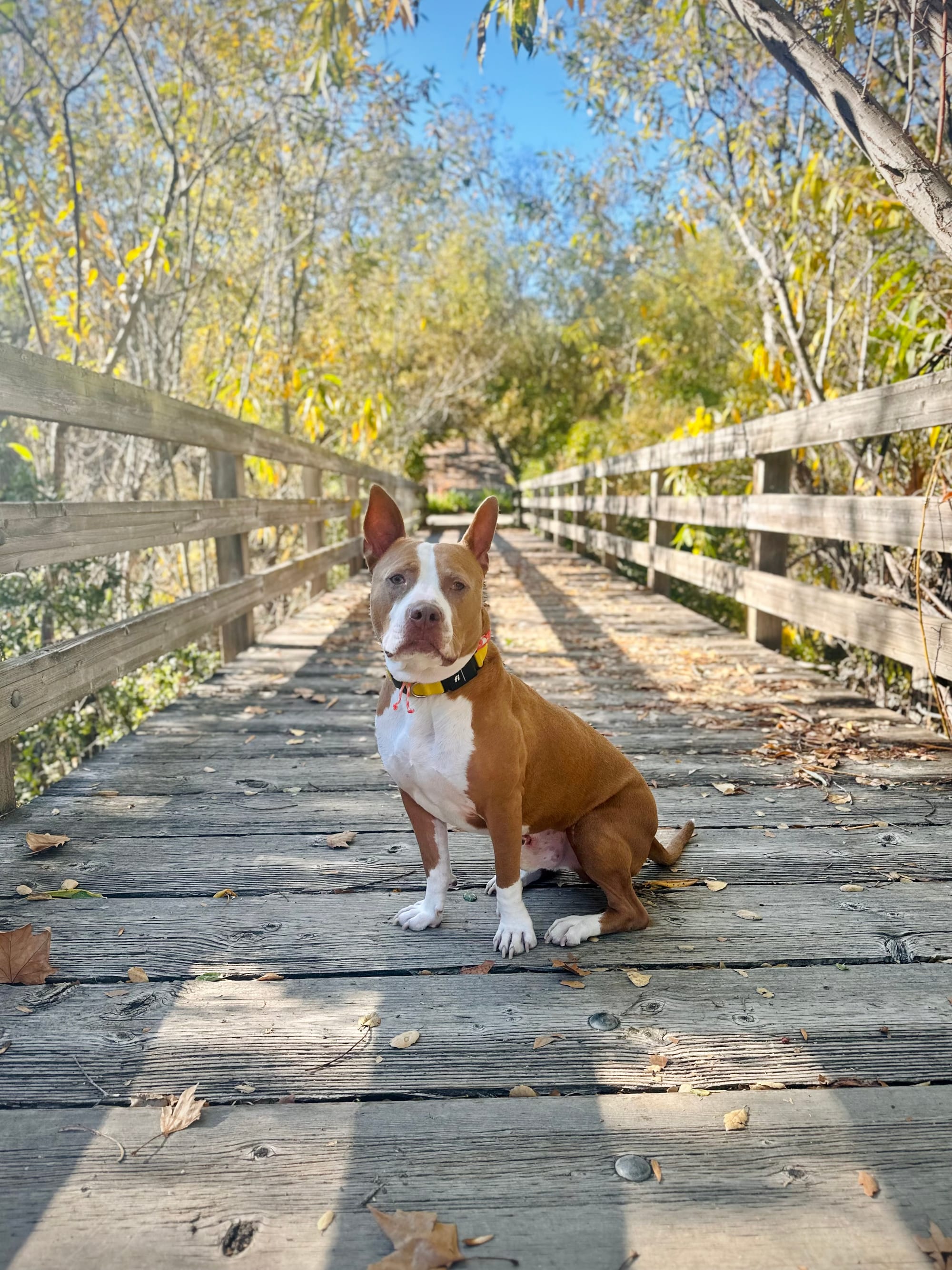 DOGFLUENCERS: Meet Zeus, AKA Mr. Wigglebutt