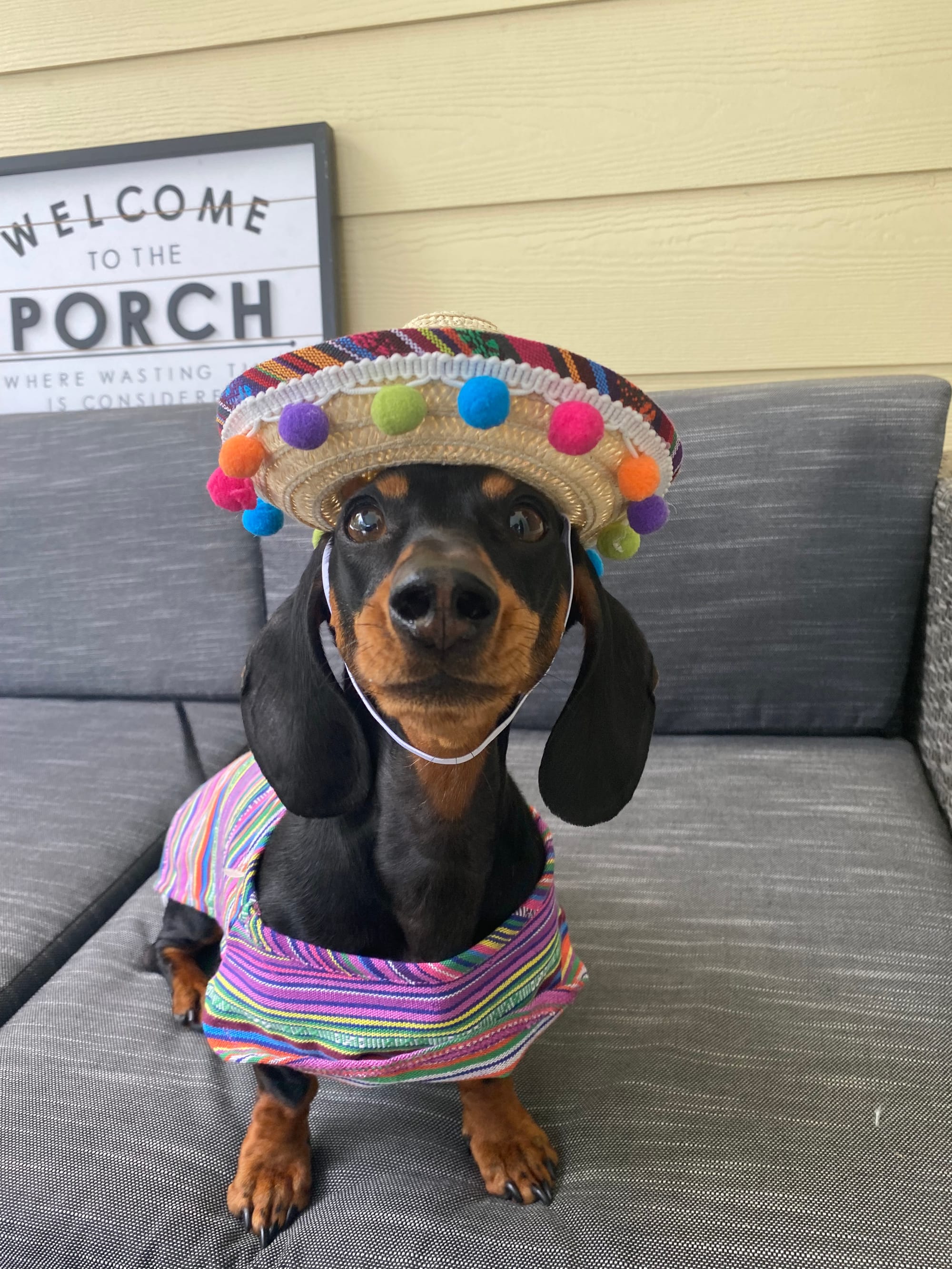 DOGFLUENCERS: Meet Gus, a Hot Dog Lovin' Southern Pup