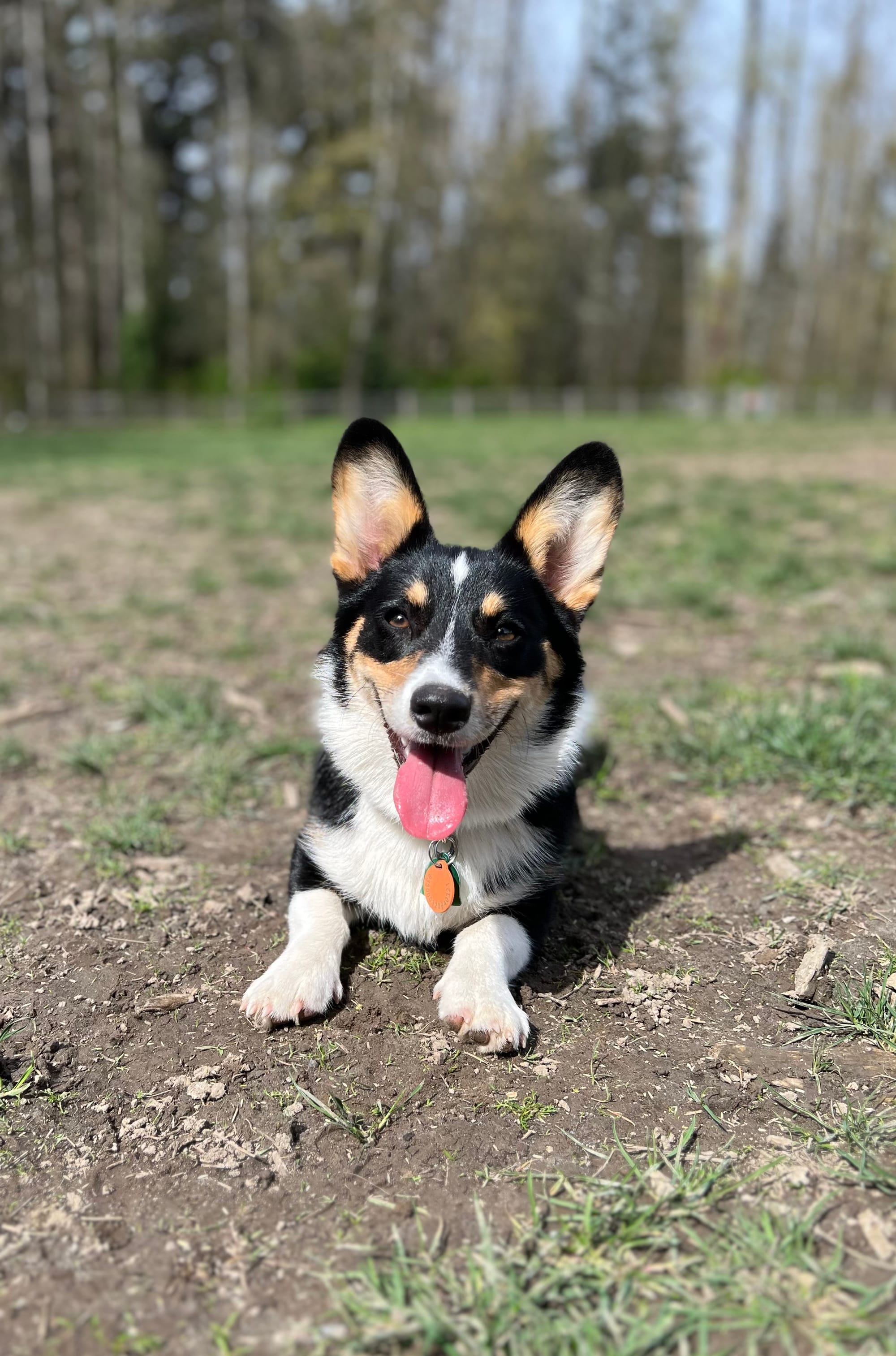 DOGFLUENCERS: Meet Maya, The Cutest Corgi from Washington