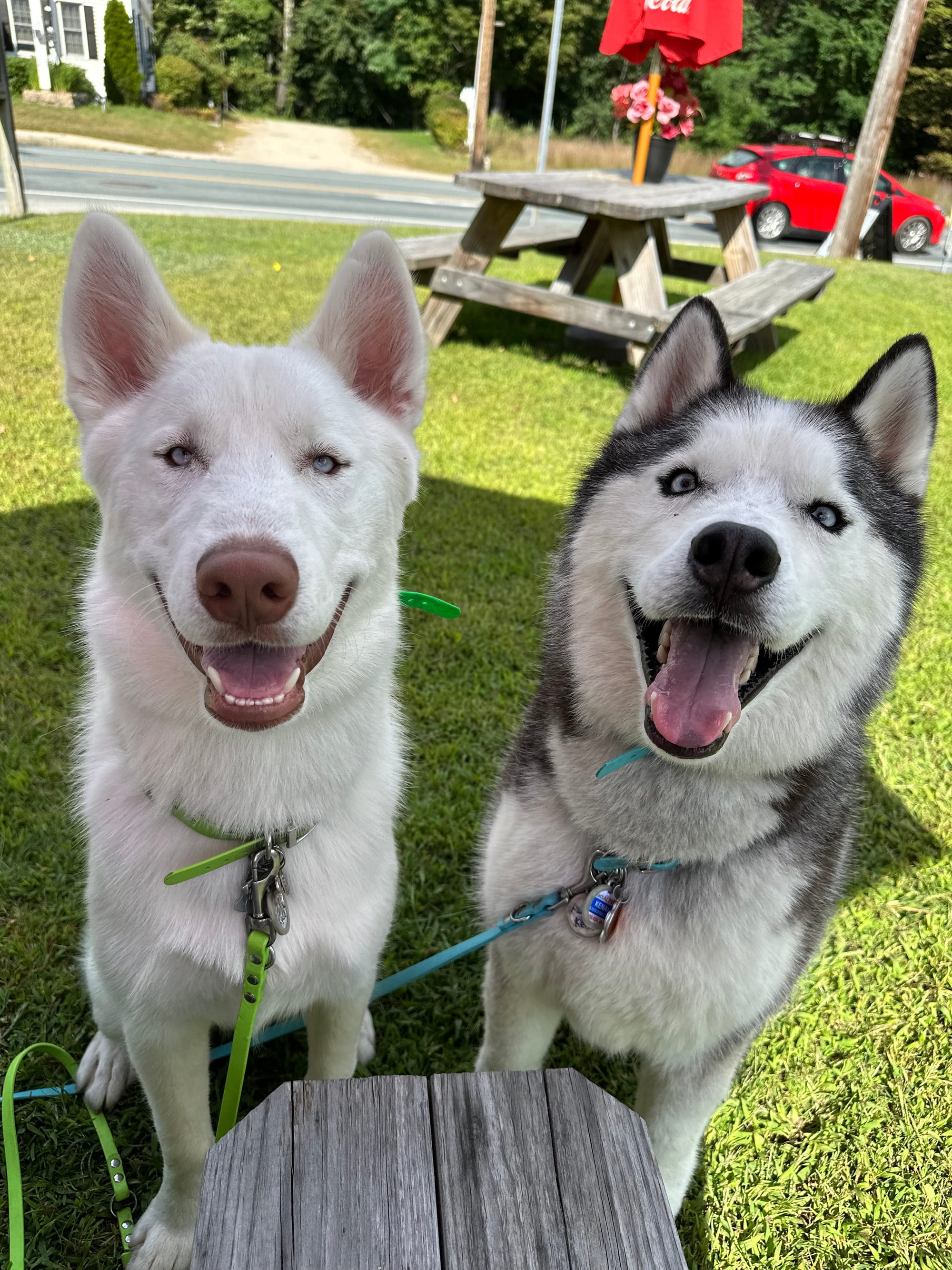 DOGFLUENCERS: Meet Kenai & Koda, New England's Favorite Duo