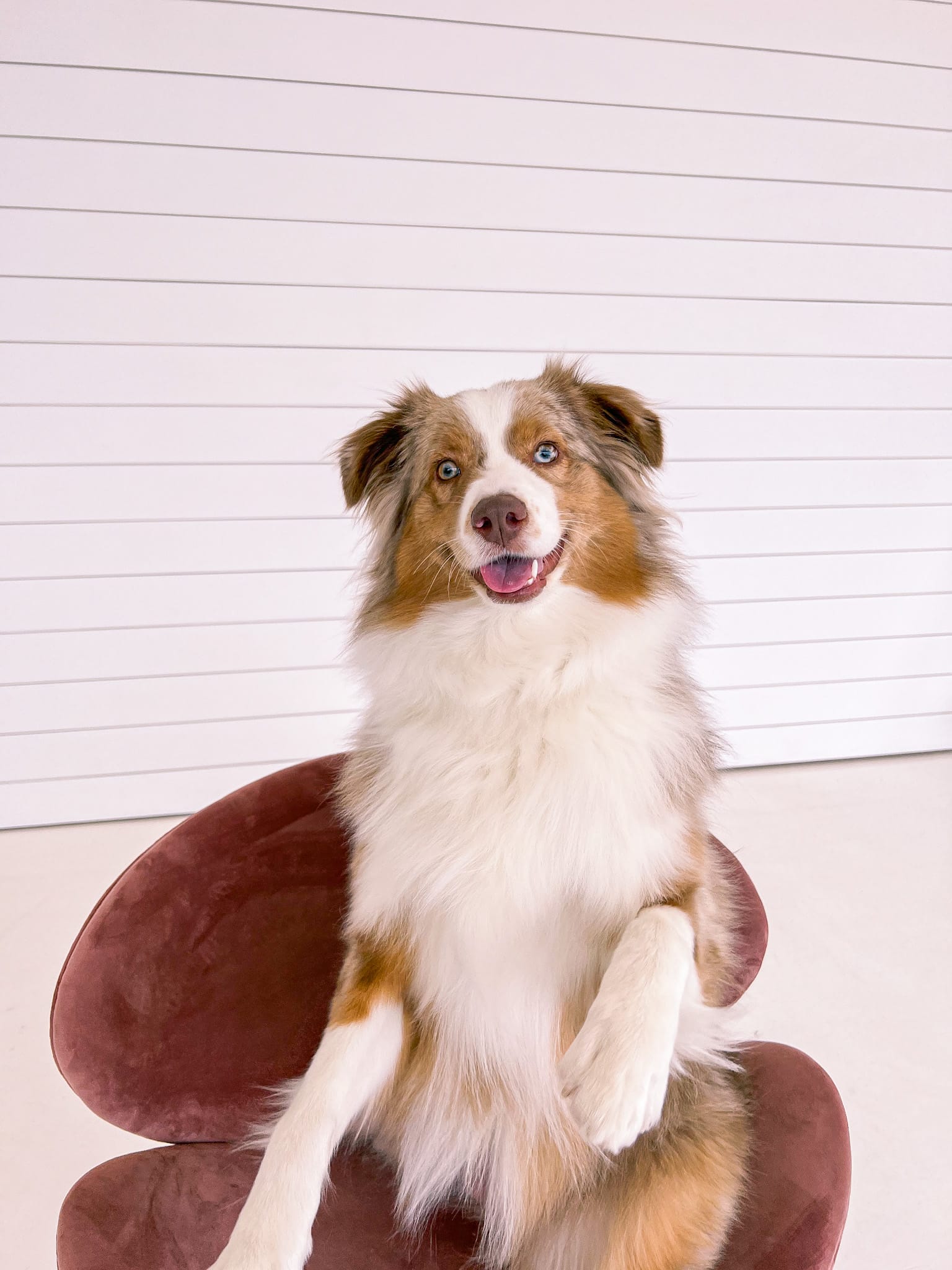 DOGFLUENCERS: Meet Mocha, SF's Favorite Aussie