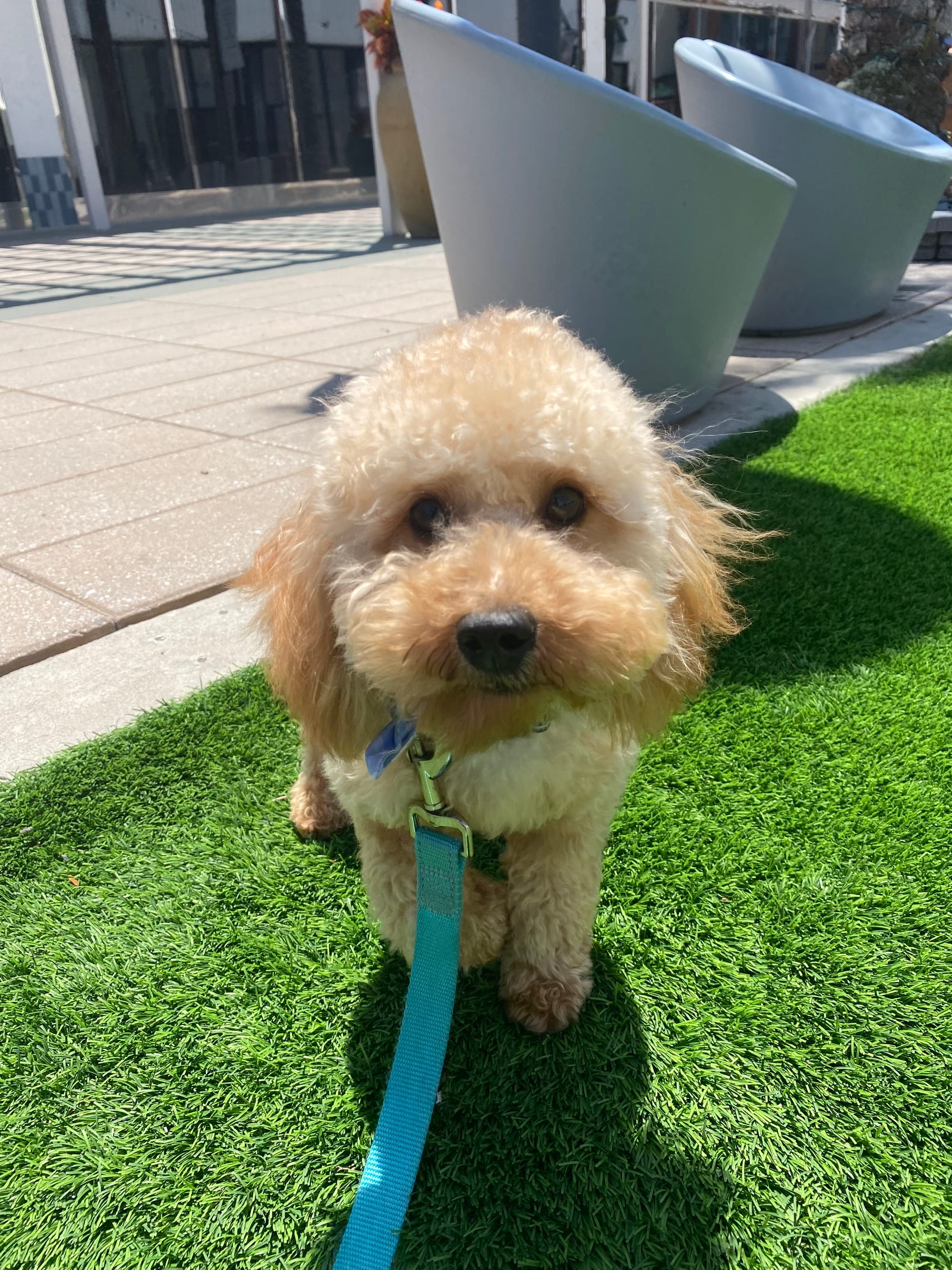 DOGFLUENCERS: Meet Brewster, An Adorable Pup