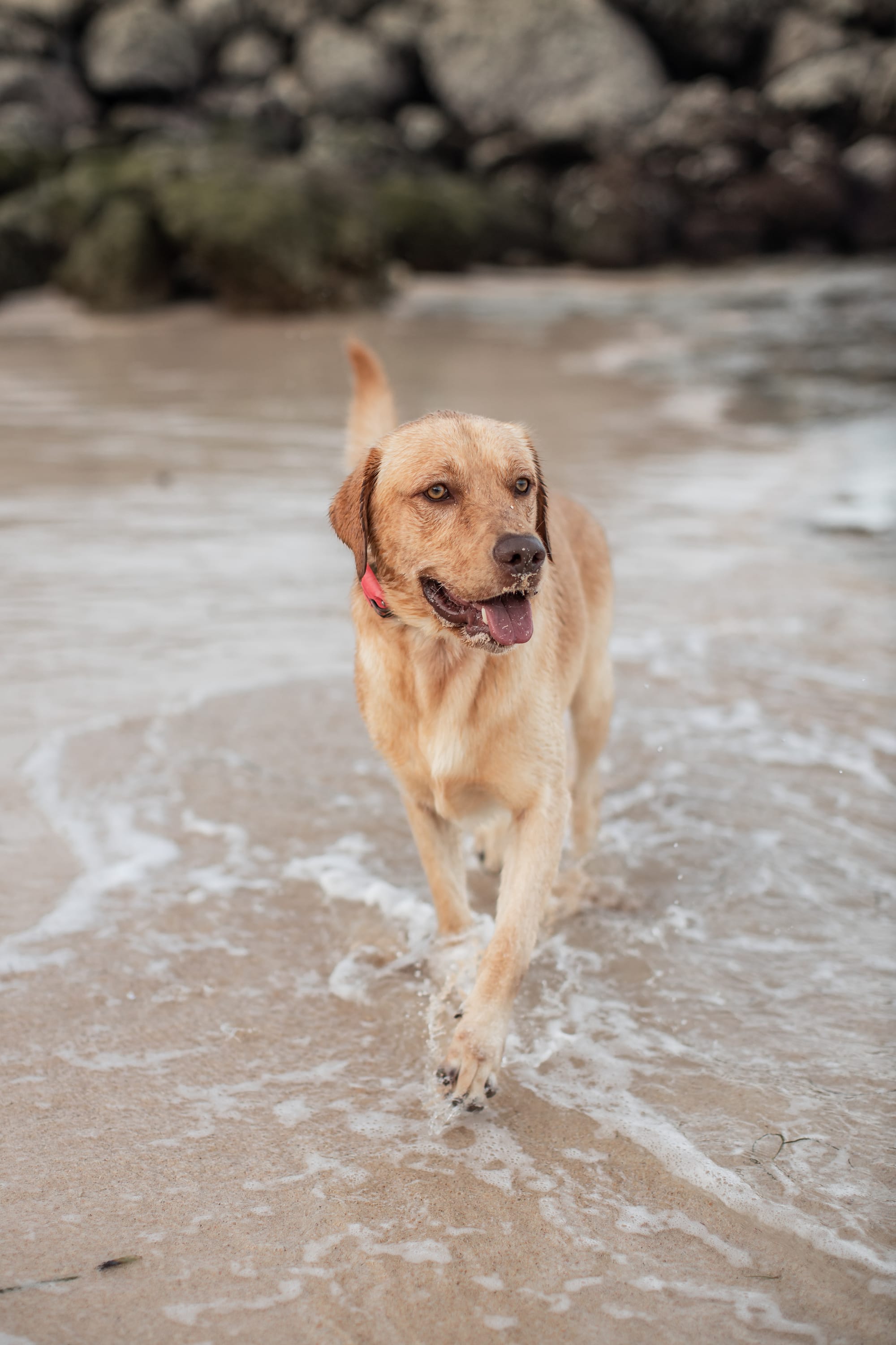 DOGFLUENCERS: Meet Rusty & Panda, Bali's Cutest Pups