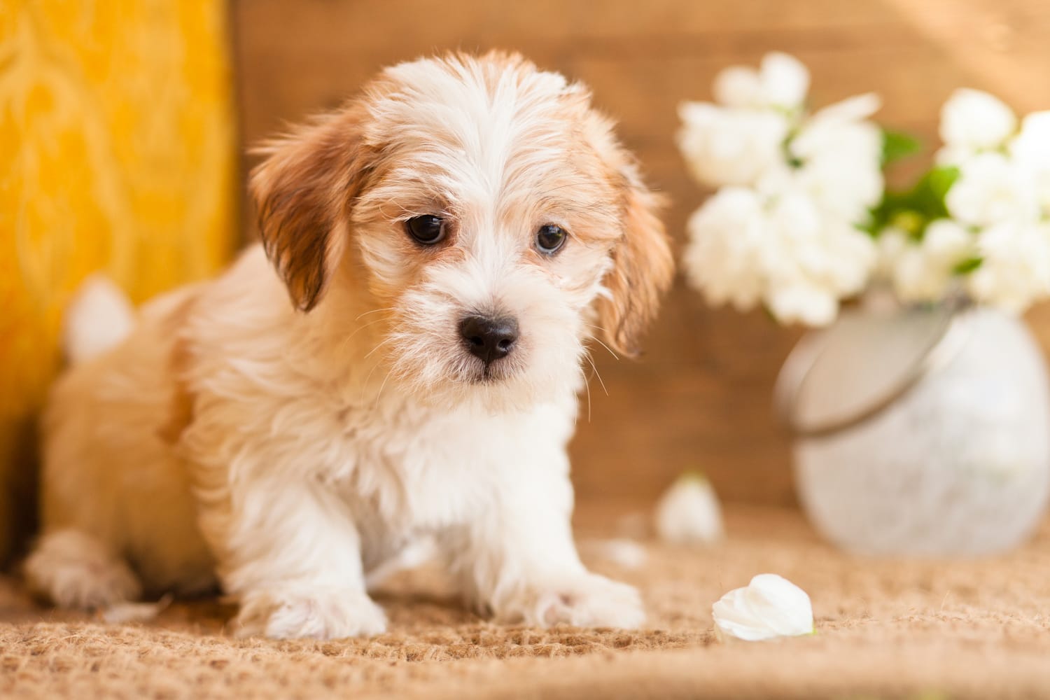 Best Collar for a Jackapoo Puppy