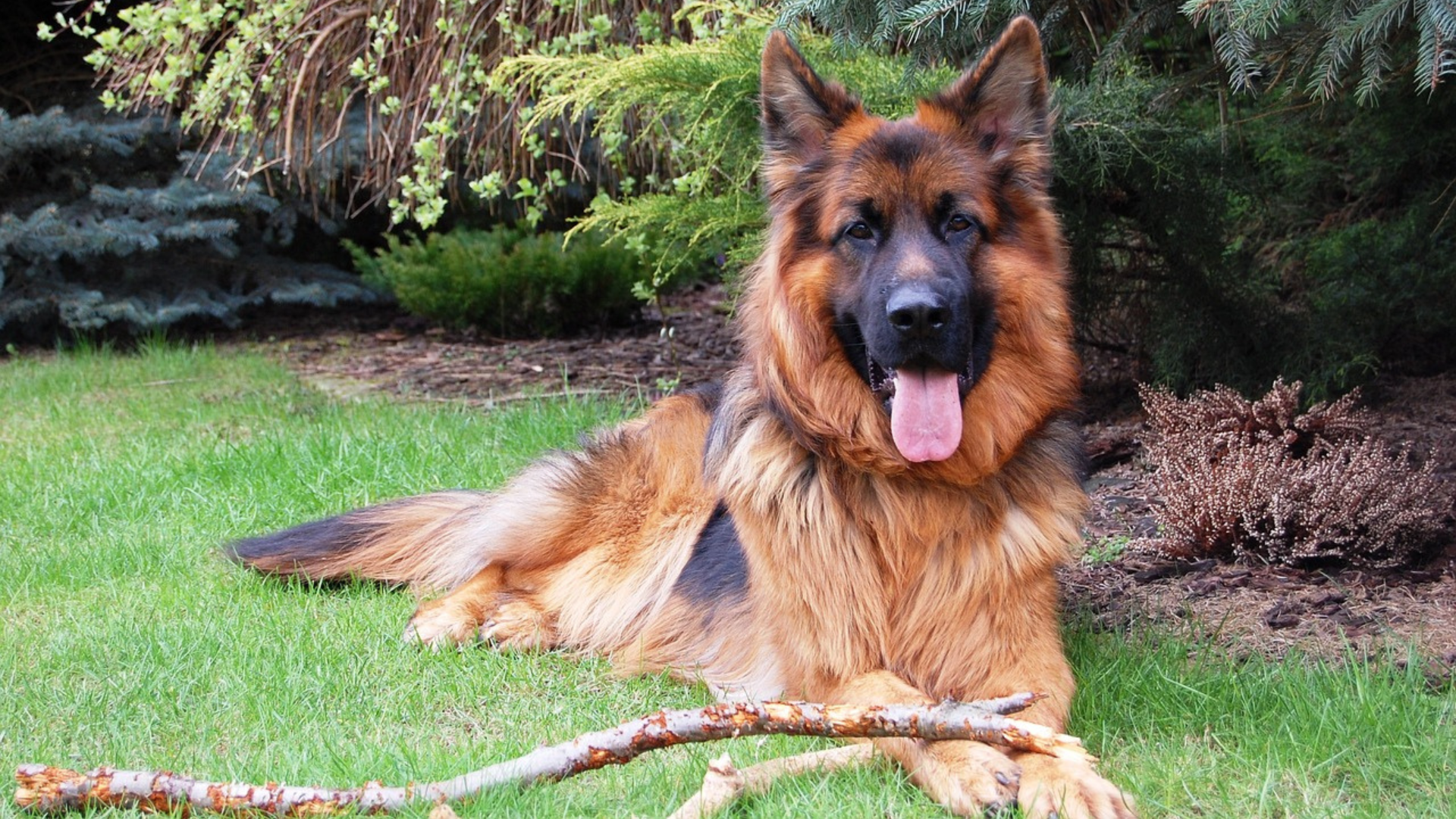Long Haired German Shepherd