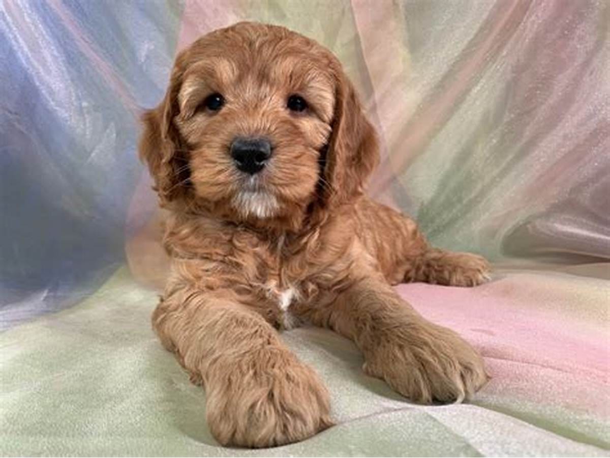 Best Collar for a Cockapoo Puppy