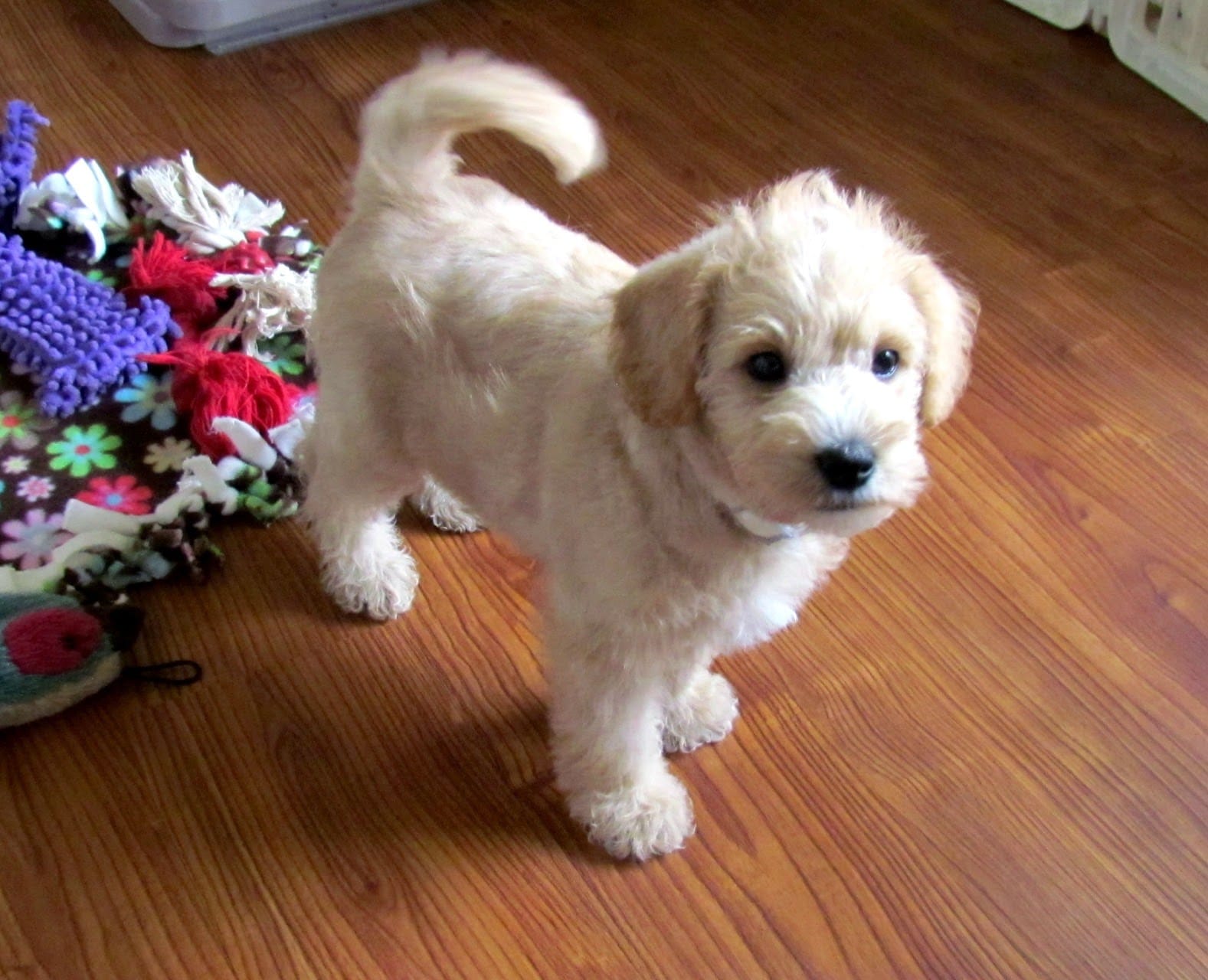 Best Collar for a Schnoodle Puppy