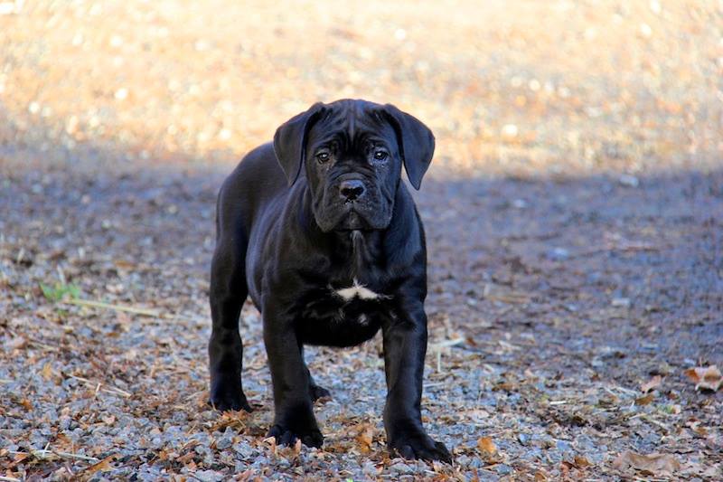 Best Collar for a Cane Corso Puppy