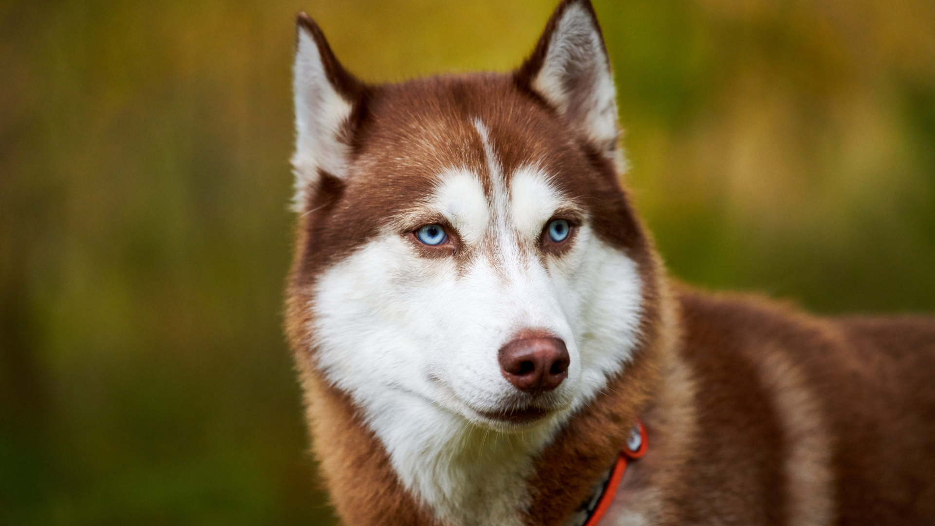 Red Husky