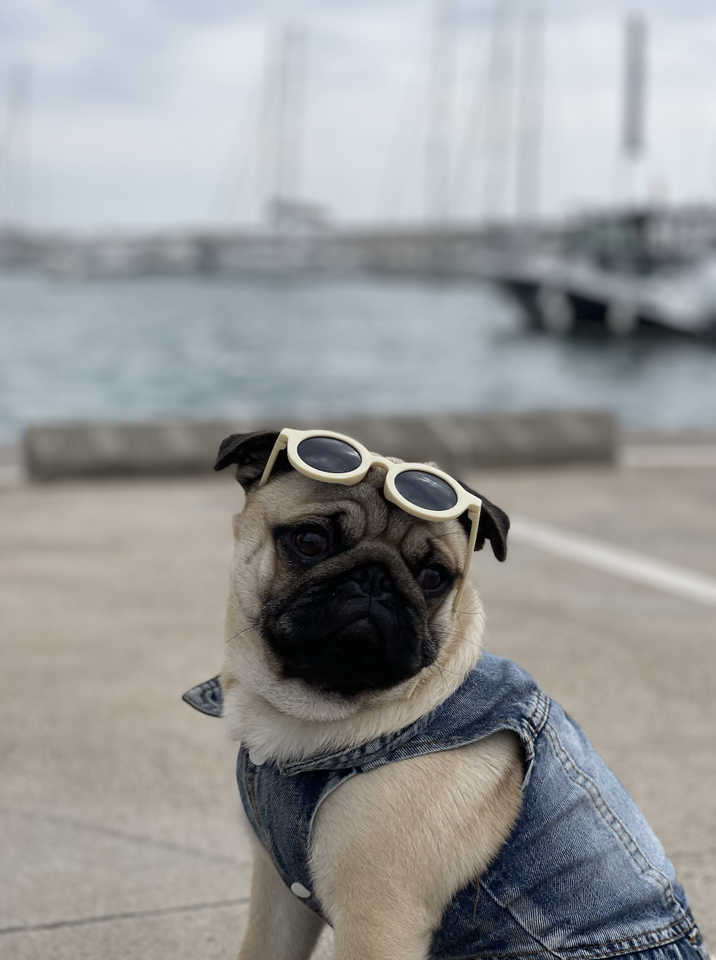 DOGFLUENCERS: Meet Homer, the Most Loving Pug