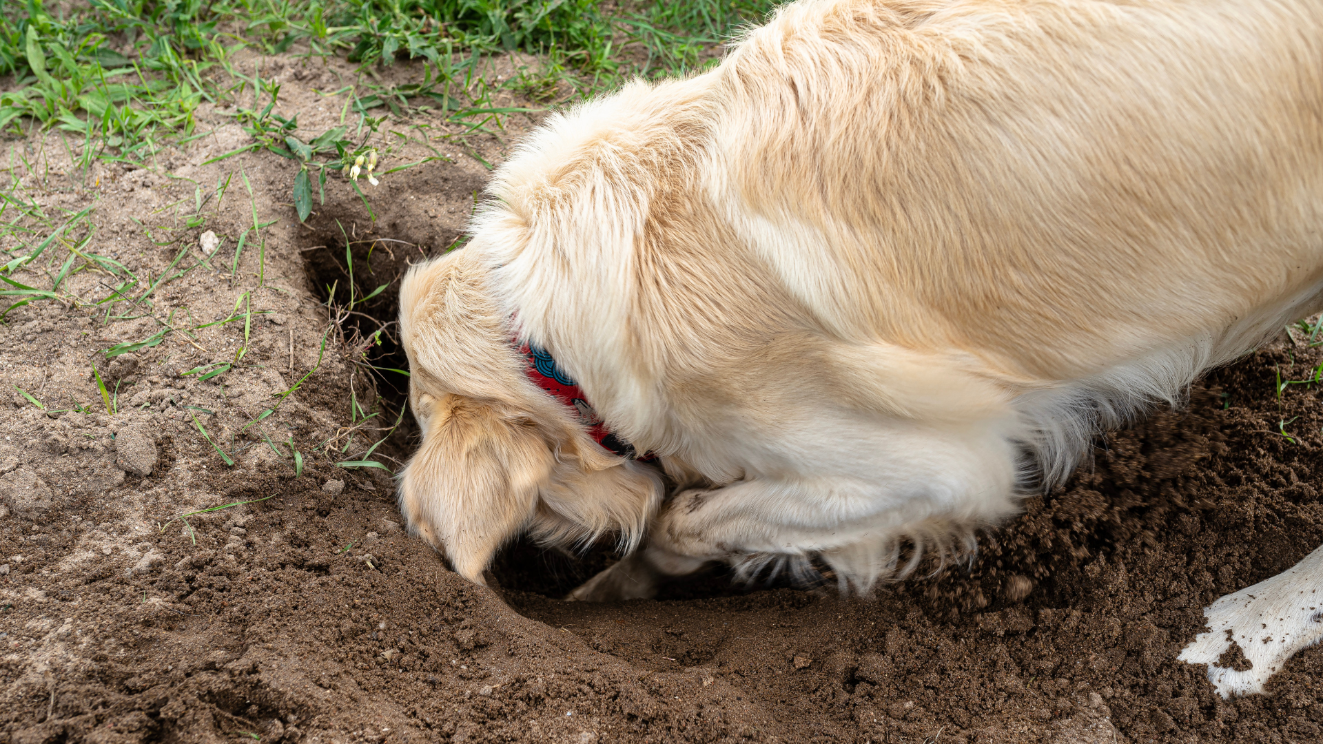 Why Do Dogs Bury Bones