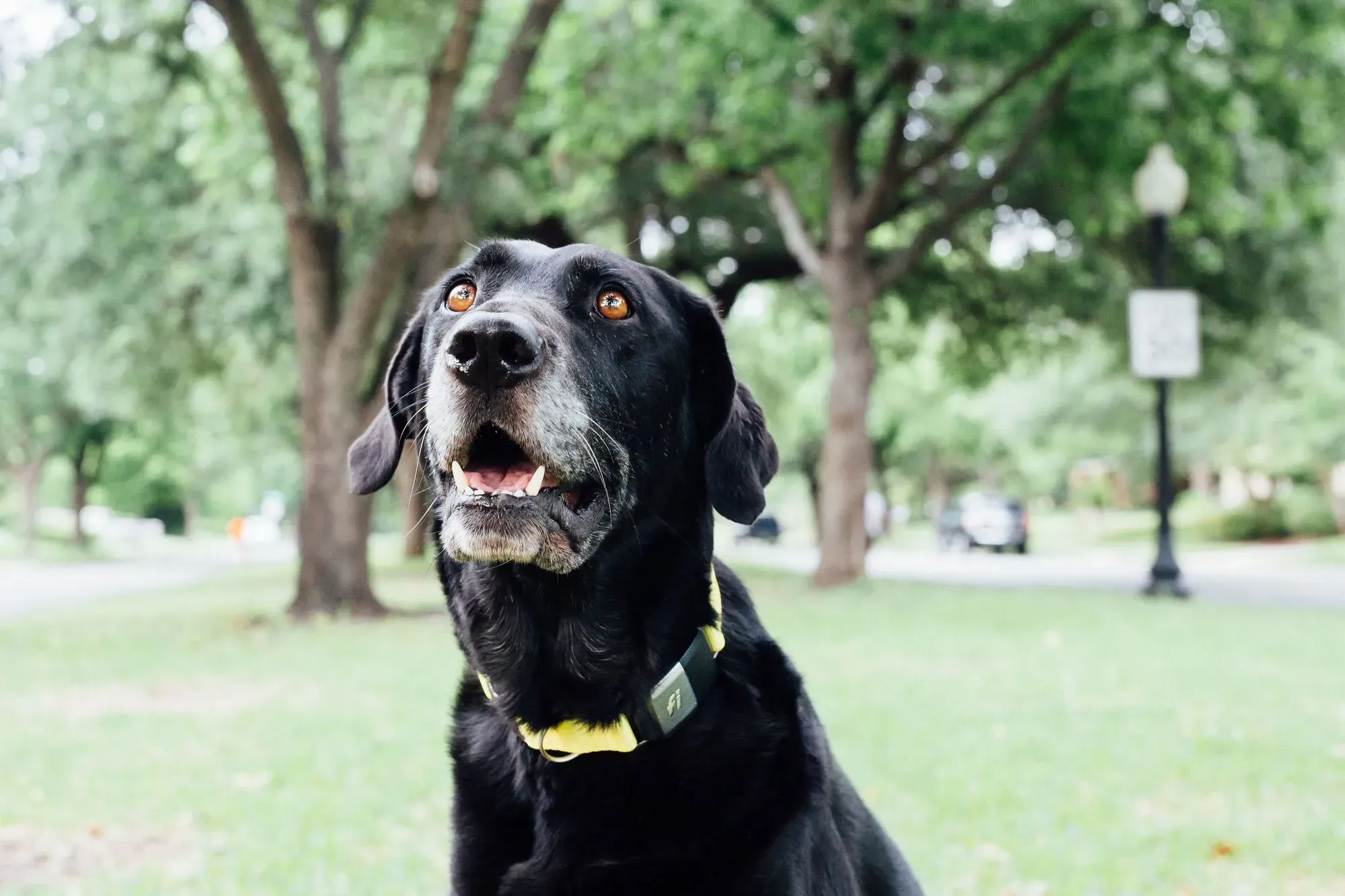 How Can I Help My Dog's Separation Anxiety