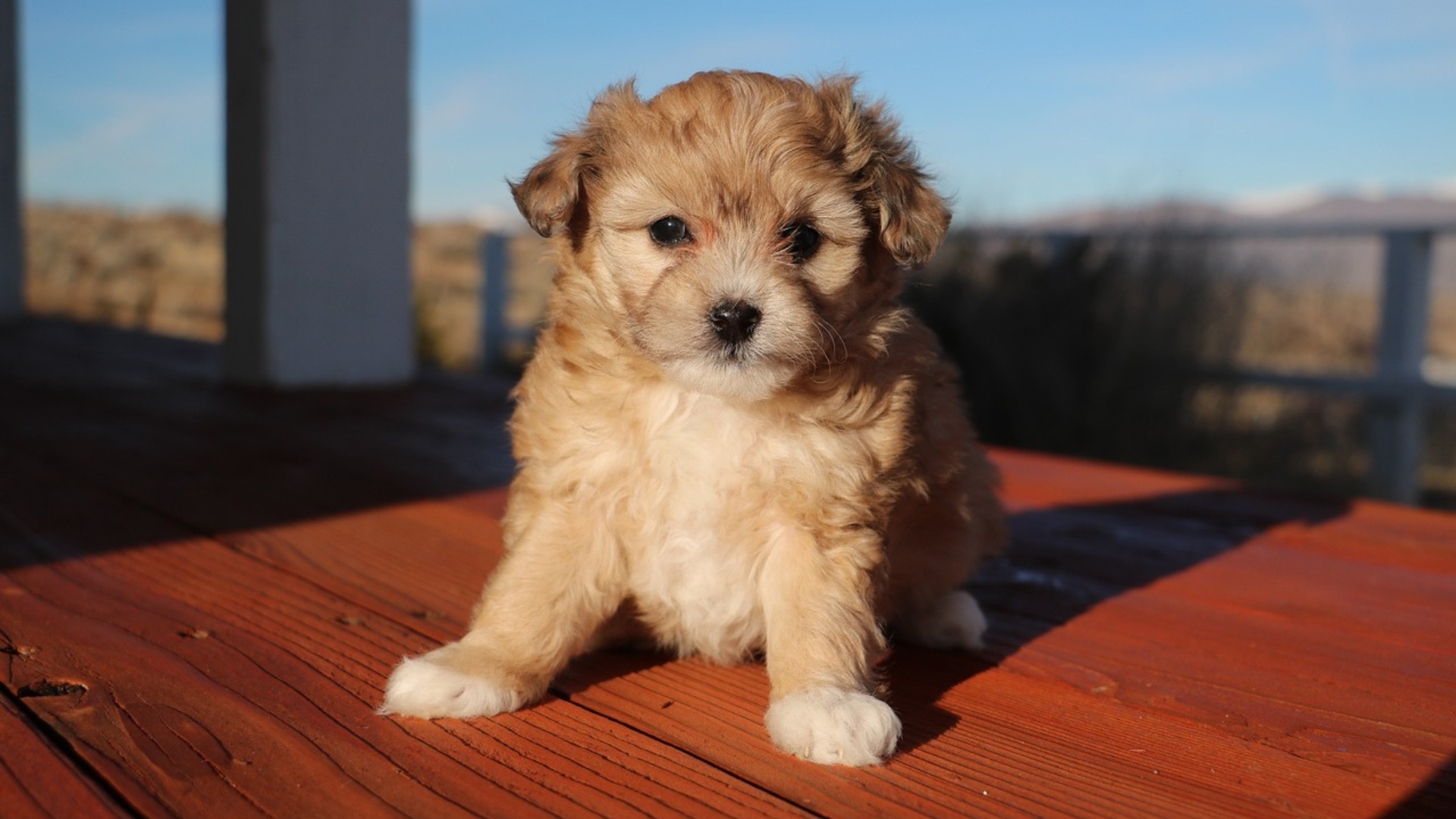 Best Collar for a Aussiedoodle Puppy