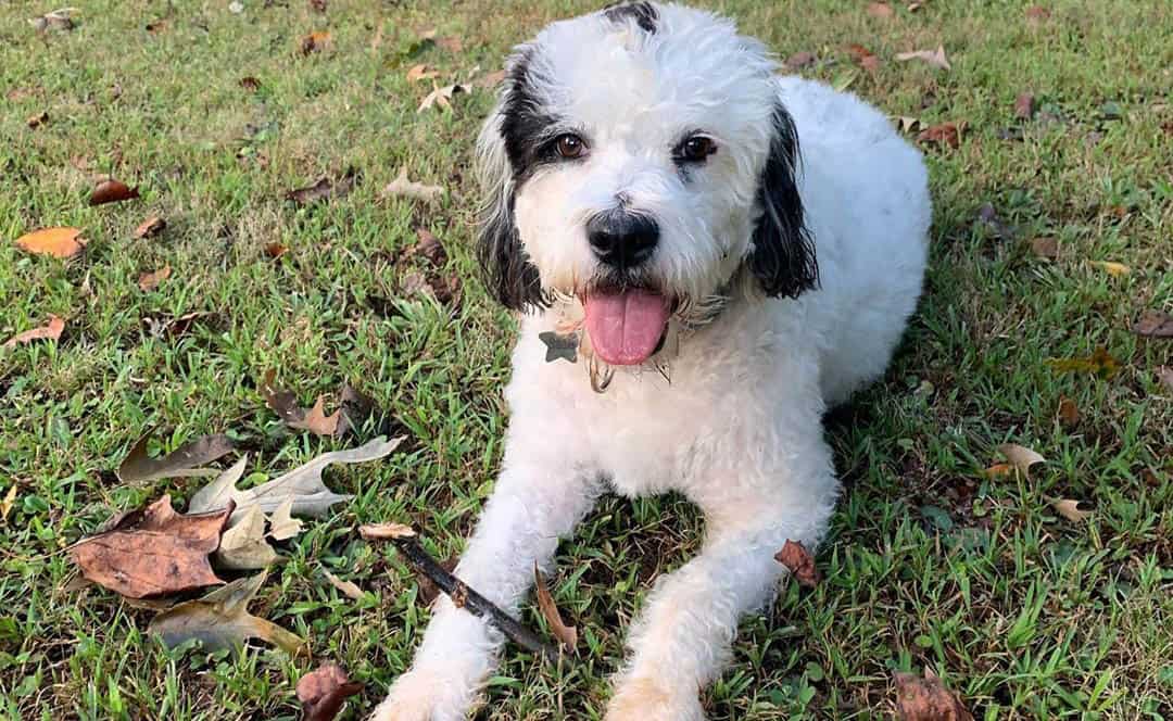 Best Collar for a Boxerdoodle Puppy