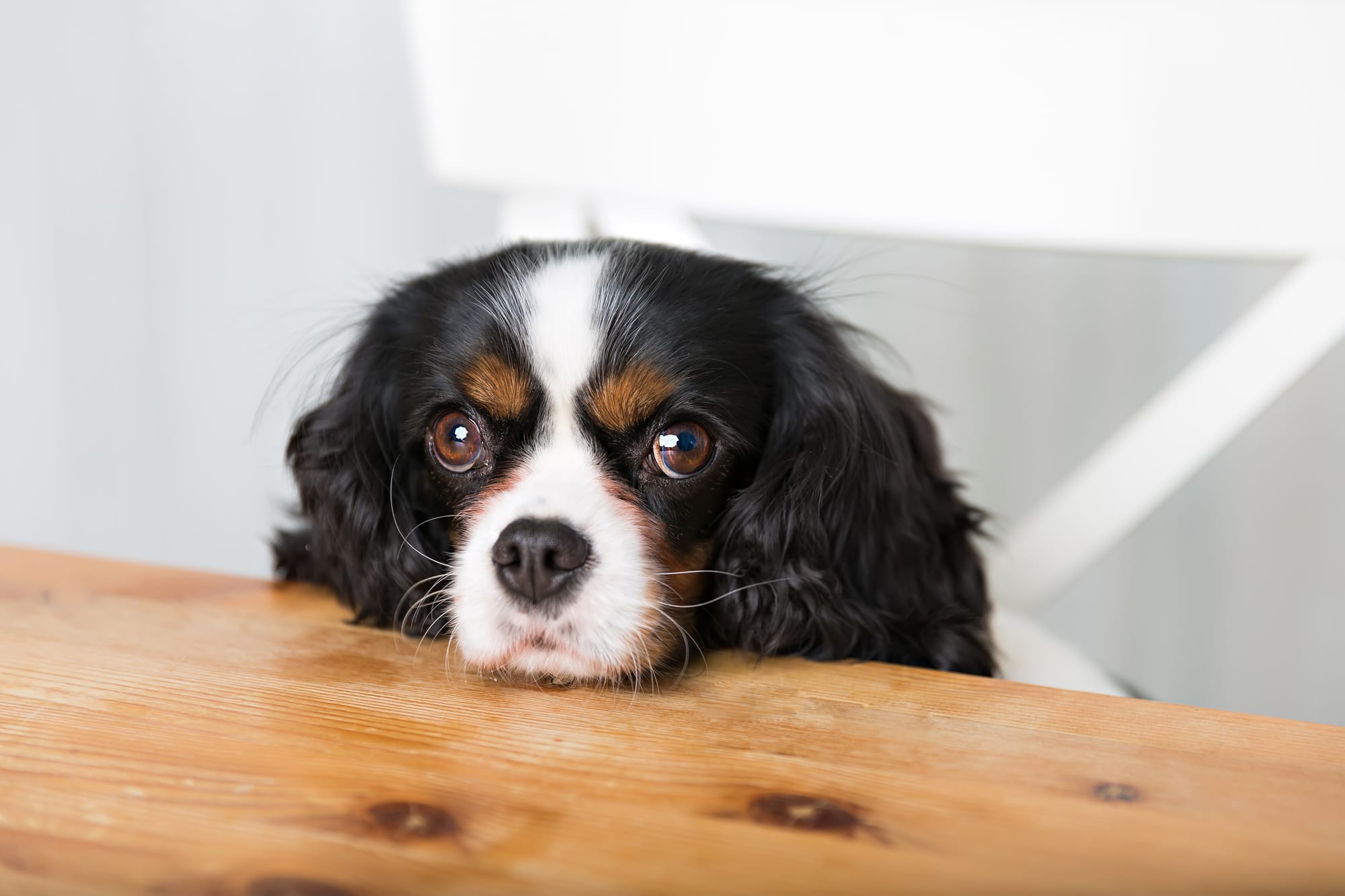 Can Dogs Have ADHD?
