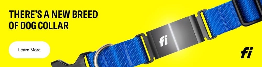 GPS collar for dog