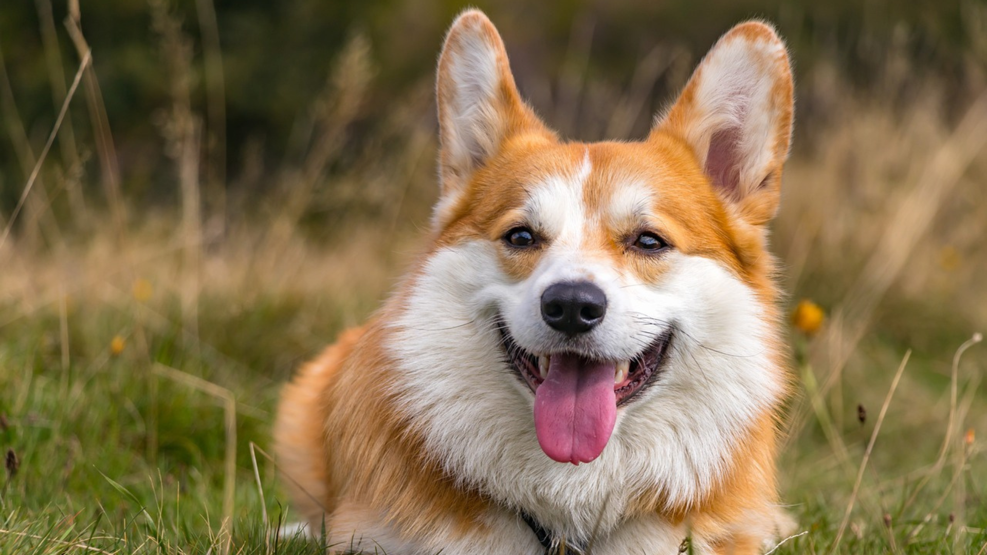 dorgi dog