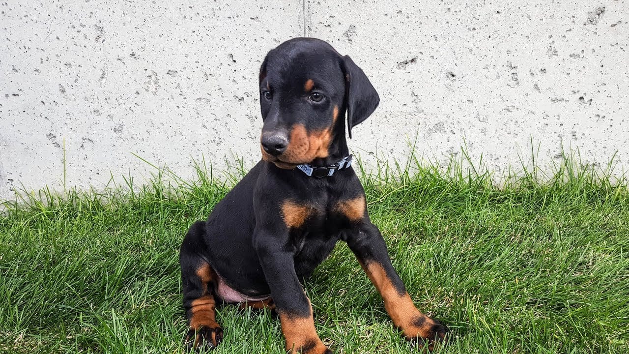 Best Collar for a Doberman Pinscher Puppy