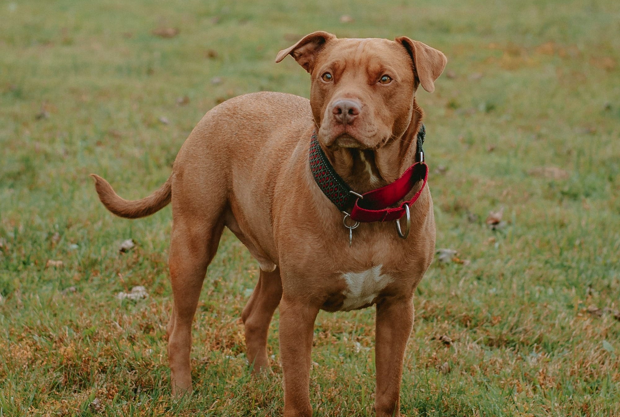Red Nose Pitbull